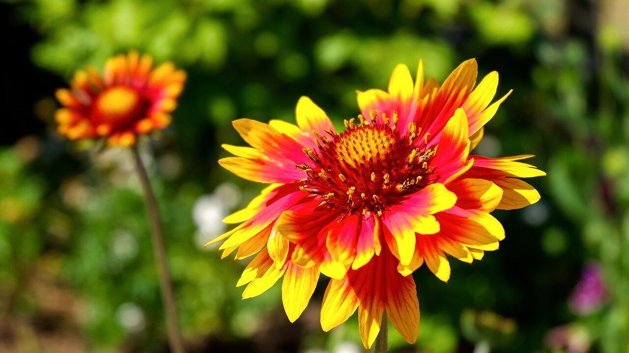 Gaillardia autumn flowers