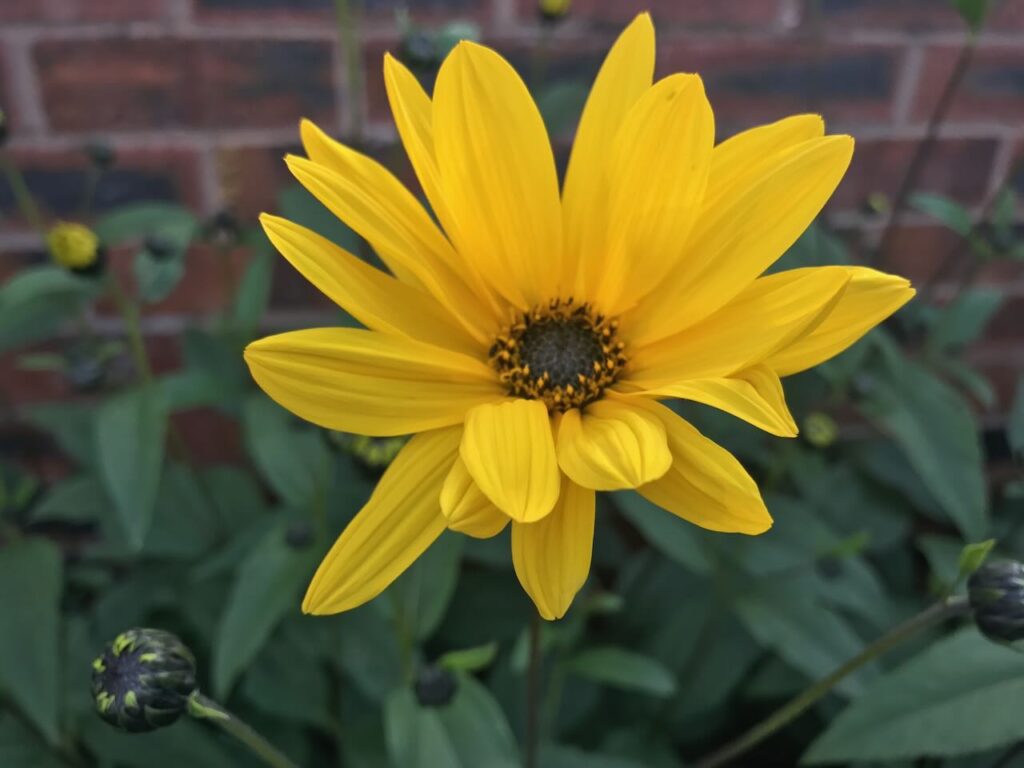 Helianthus autumn flower