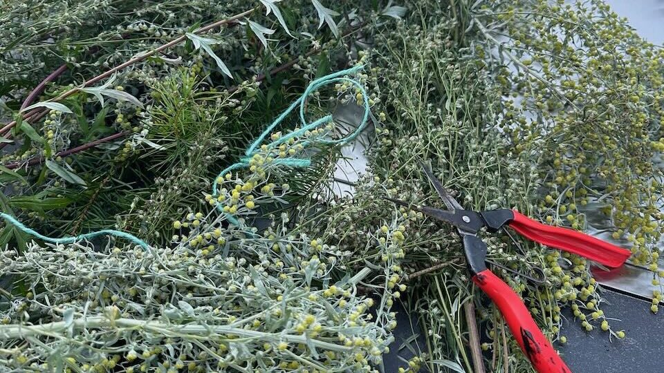 Gathering herbs for a smudge stick