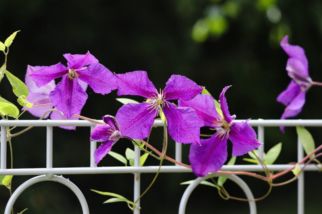 Clematis pruning