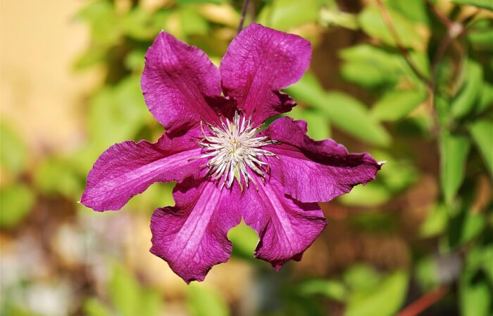 How to grow clematis