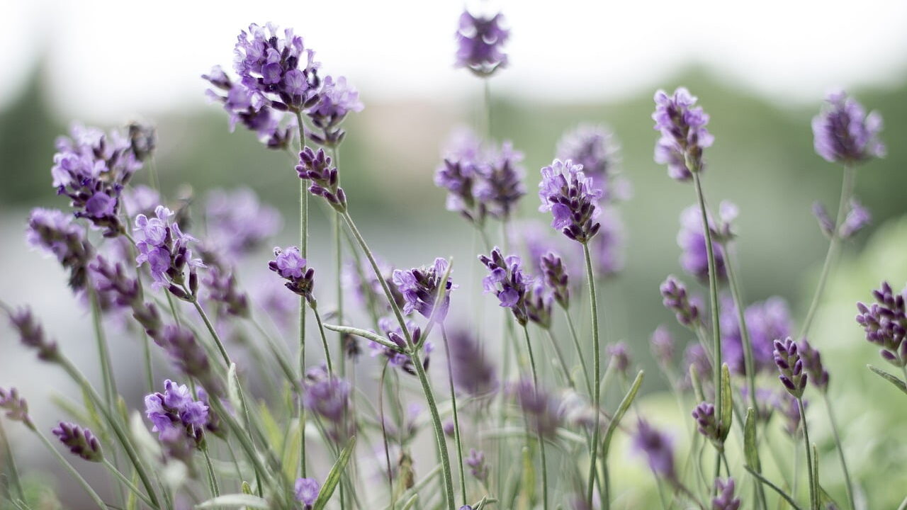 Fresh young lavender plants