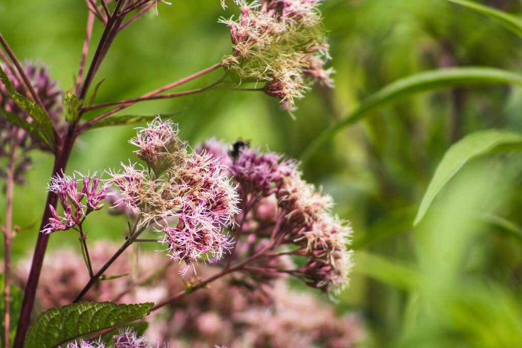 Joe pye weed growing