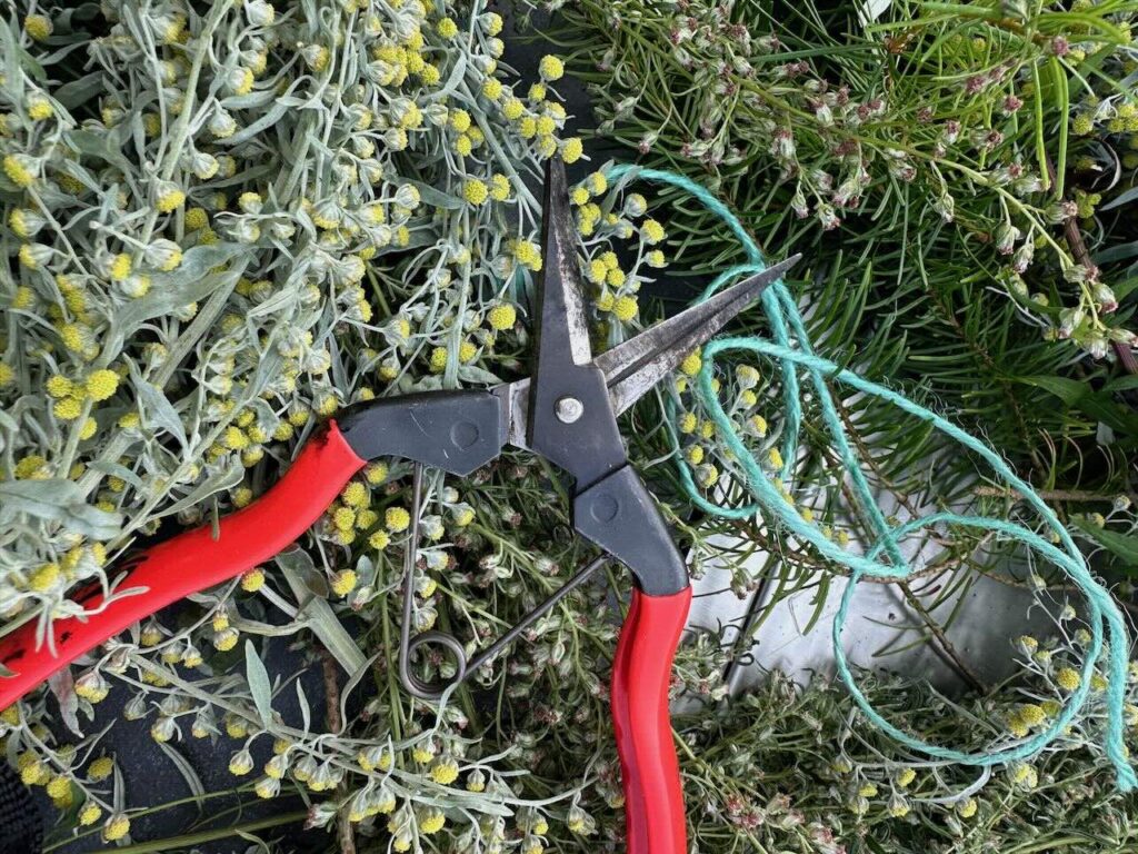 Harvesting plants for smudge sticks