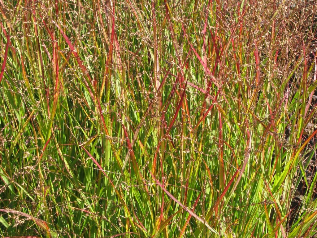 Panicum switchgrass autumn planting guide