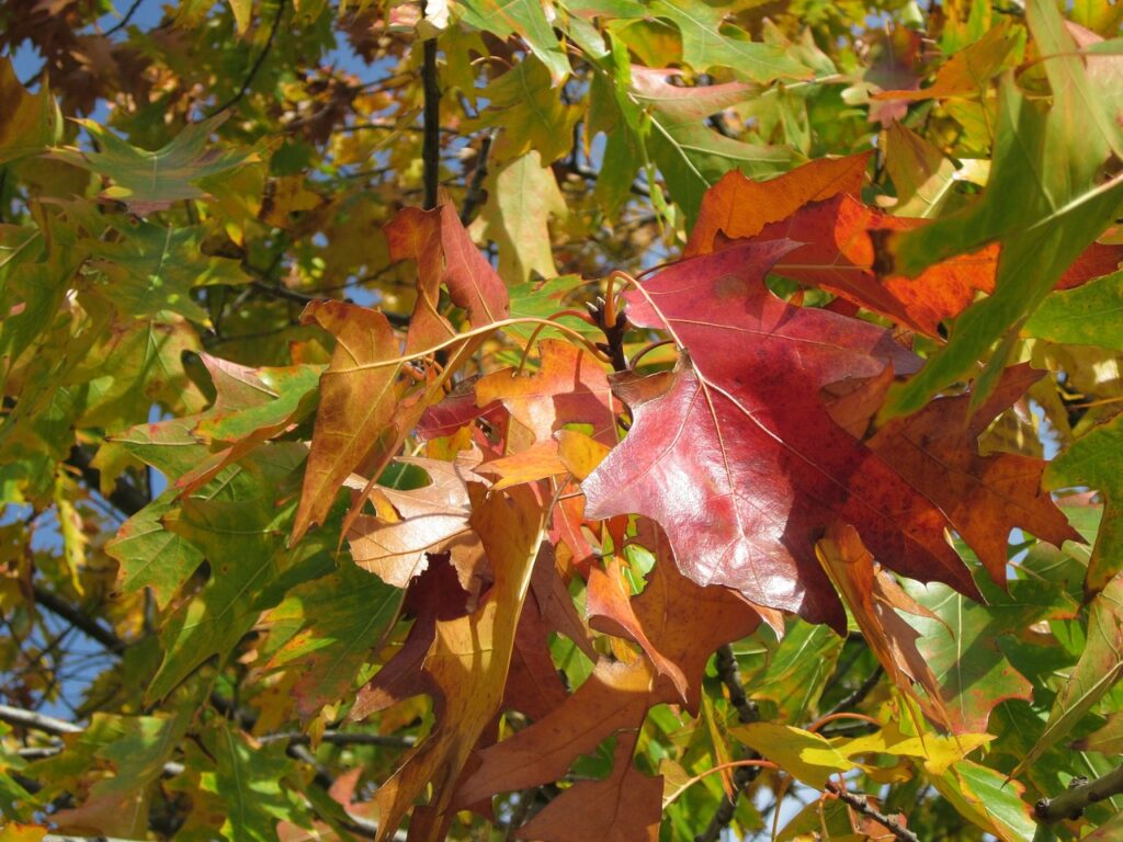 Why do trees lose their leaves in the autumn