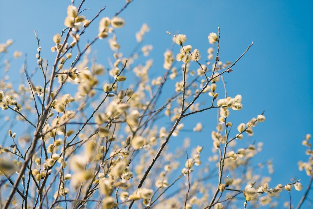 Willow catkins in winter