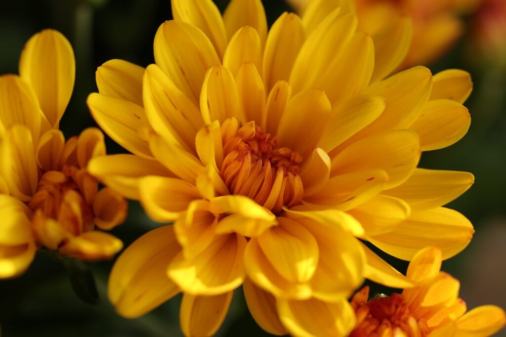 Autumn flowering plants