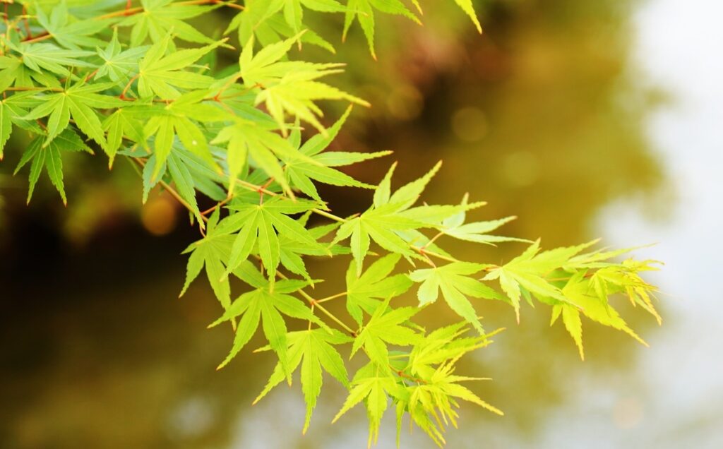 Green acer tree