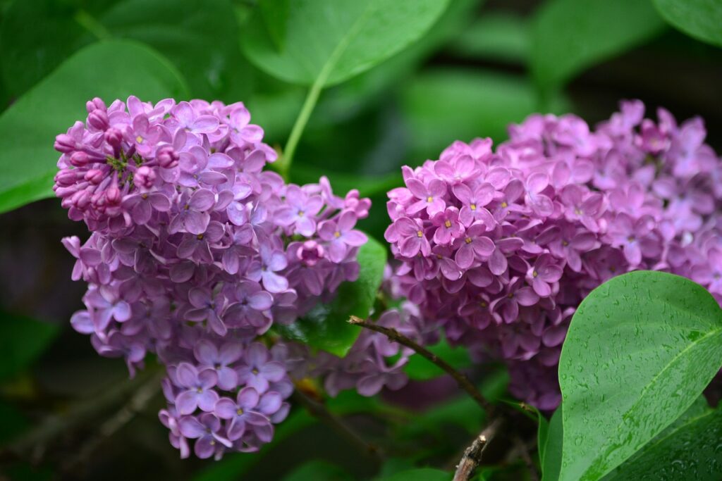 Butterfly bush