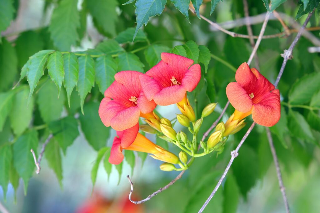 Campsis