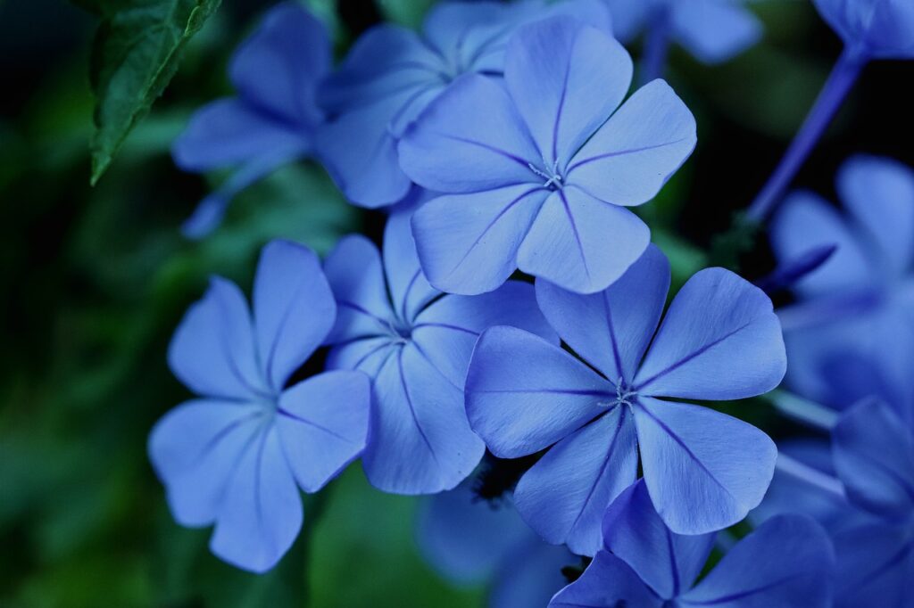 Plumbago