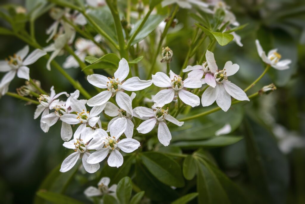 Choisya mexican orange blossom