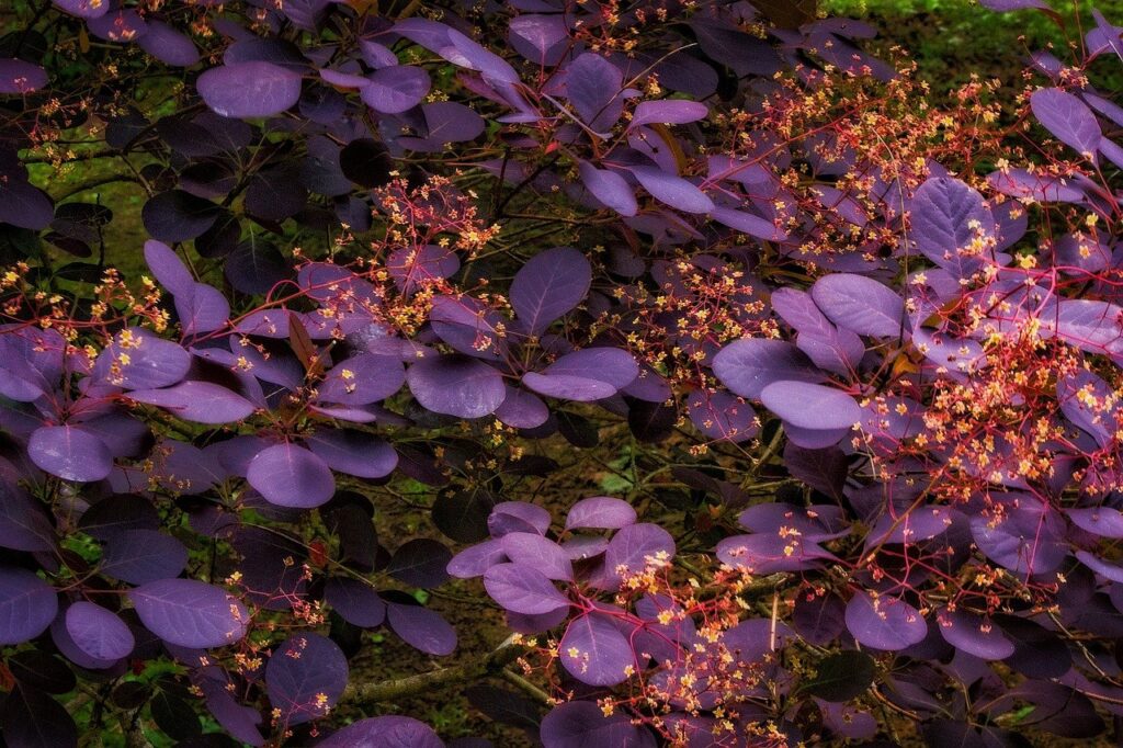 Smoke bush