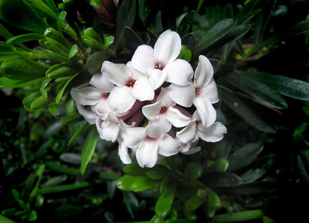 Daphne shrub