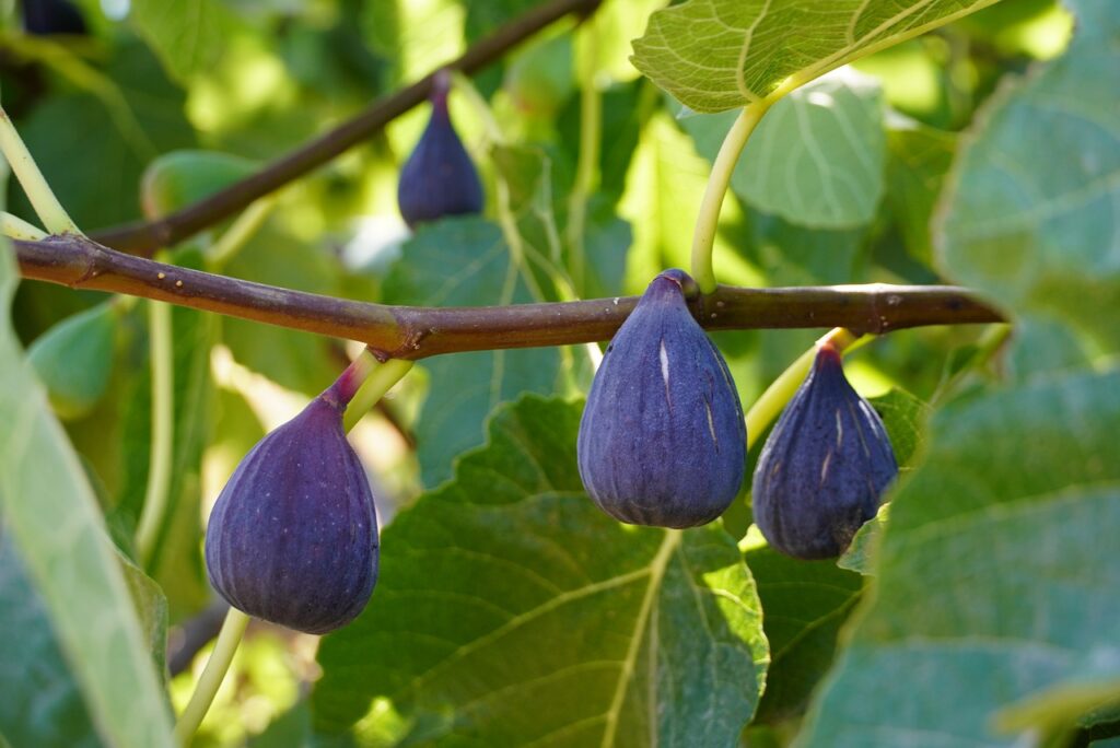 Fig tree