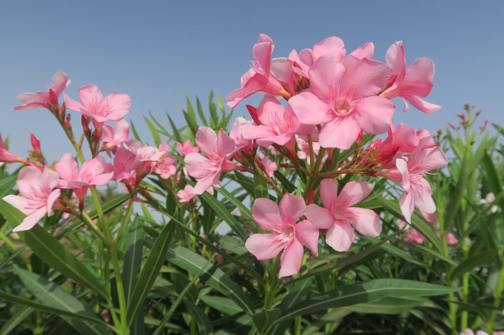 Oleander shrub