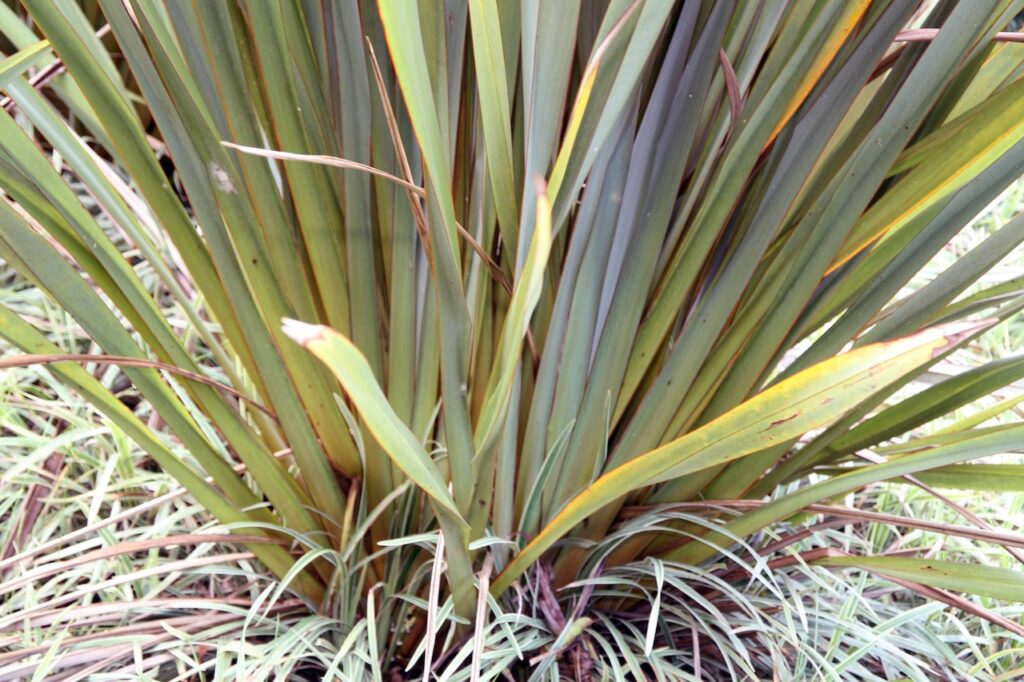 Phormium flax