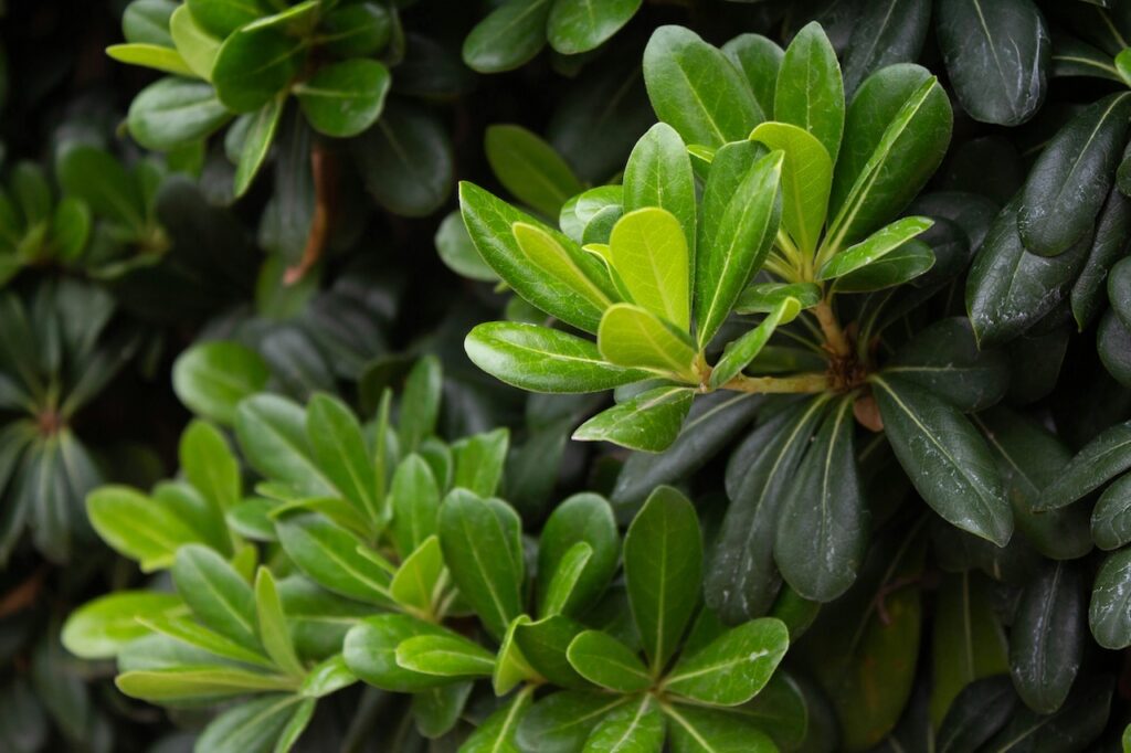 Pittosporum plant