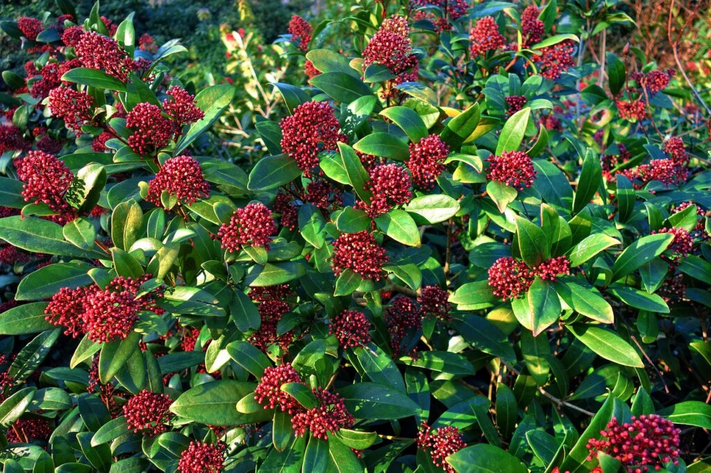 Skimmia shrub