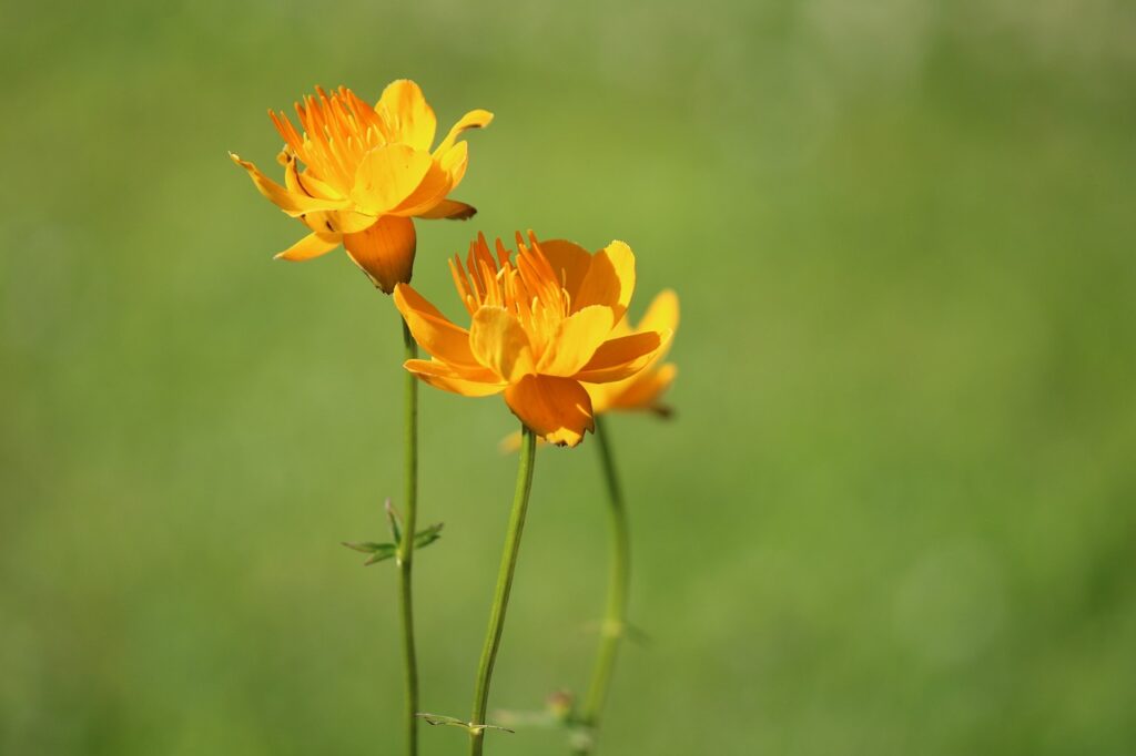 Trollius