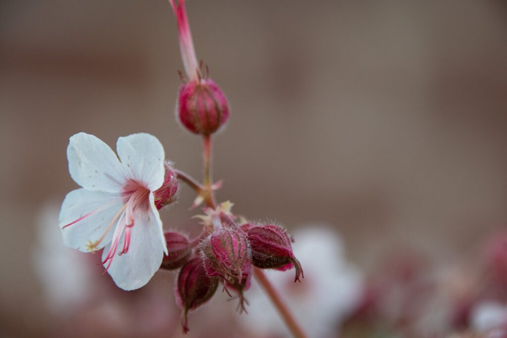 Geranium cranesbill