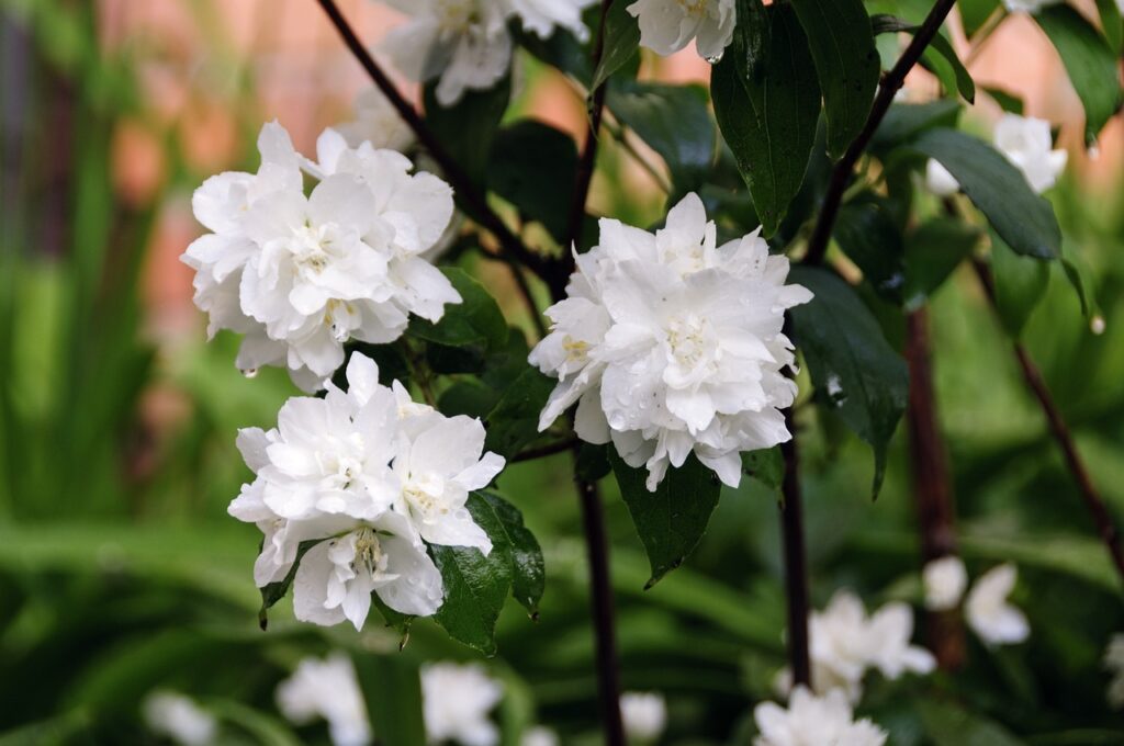 Philadelphus
