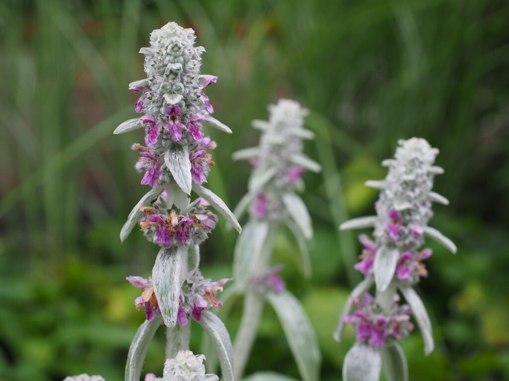 Lambs ears plants