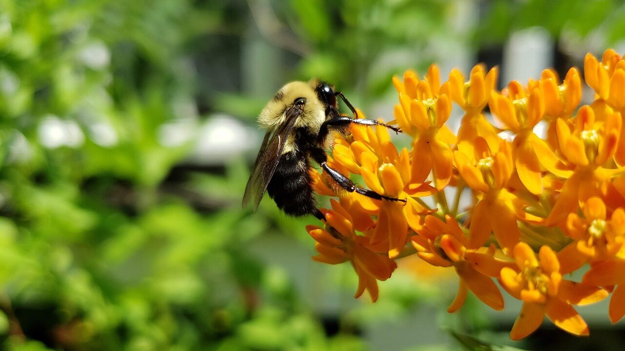 Butterfly weed plants that love clay soil