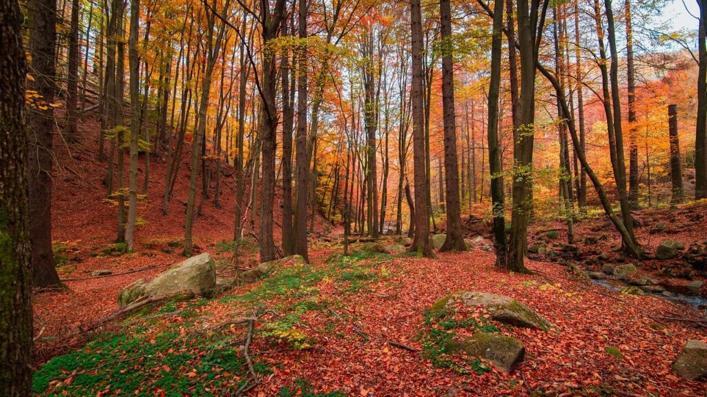 Why do trees drop their leaves