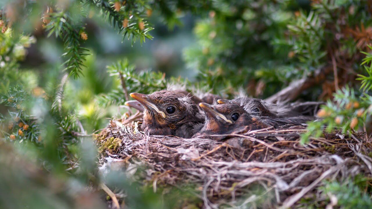 Birds nesting in a hedge