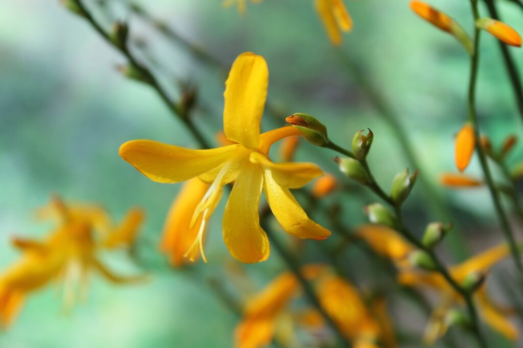 Monbretia