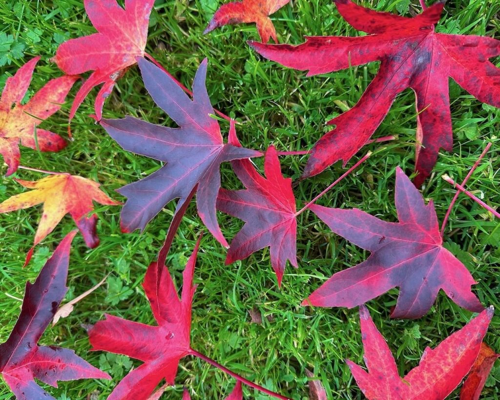Collecting leaves for leaf mould