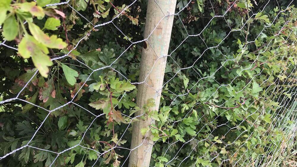 A dog proof fence and hedge