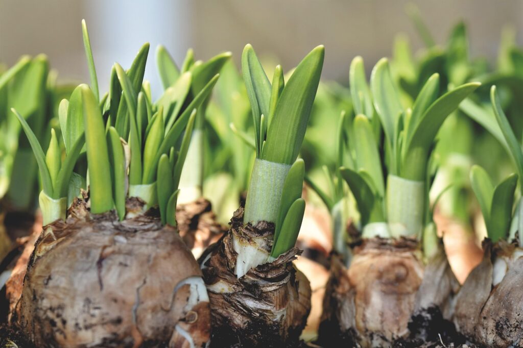 Growing bulbs indoors