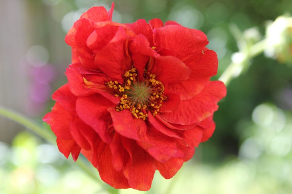 Red geum mrs bradshaw