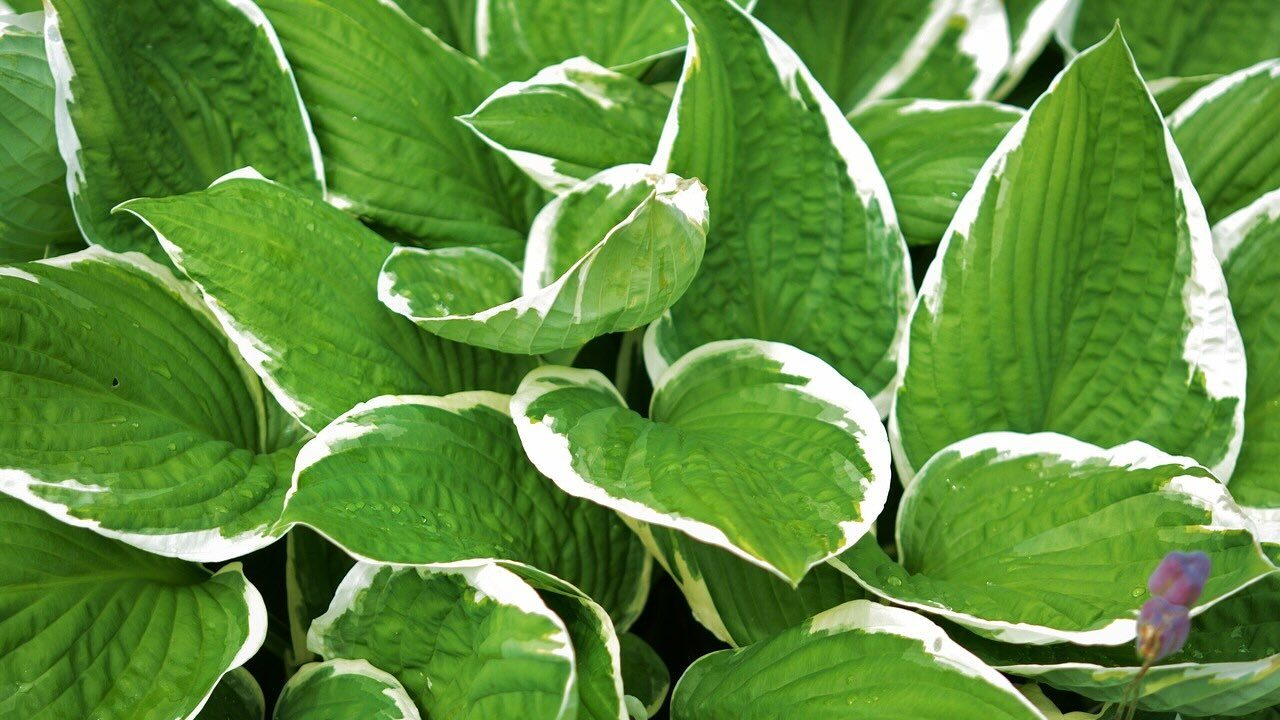 Variegated hosta species