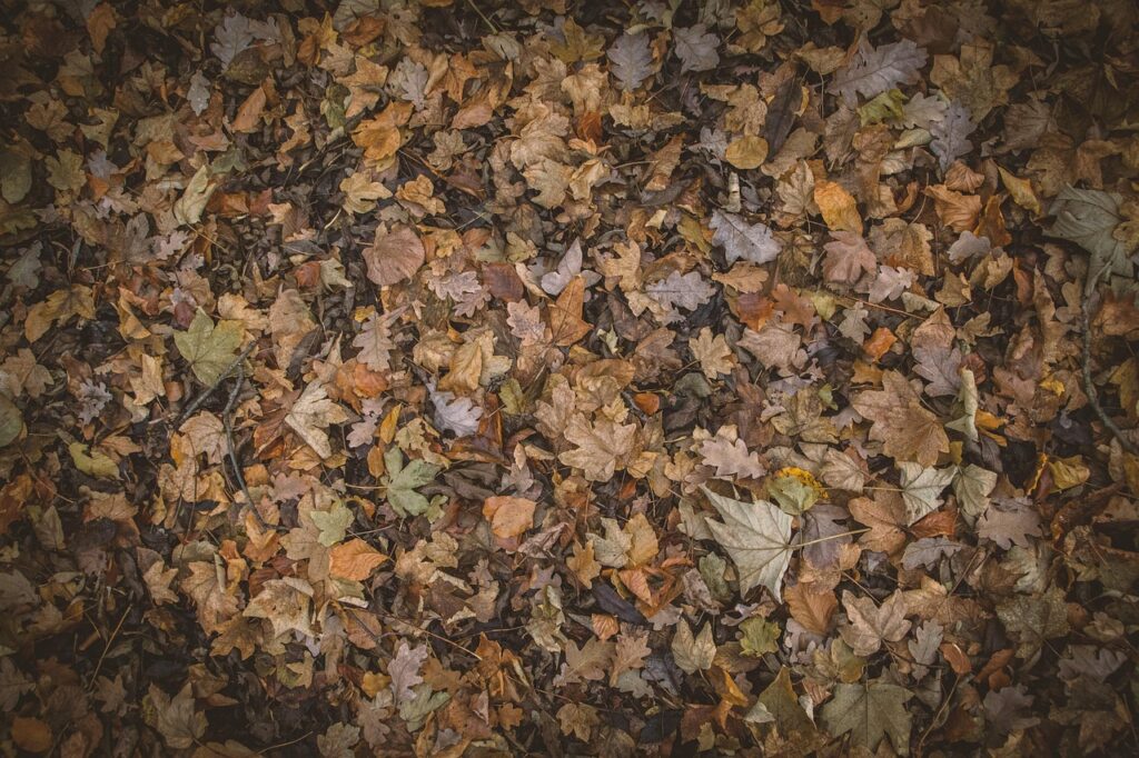 dry leaves in leaf mould