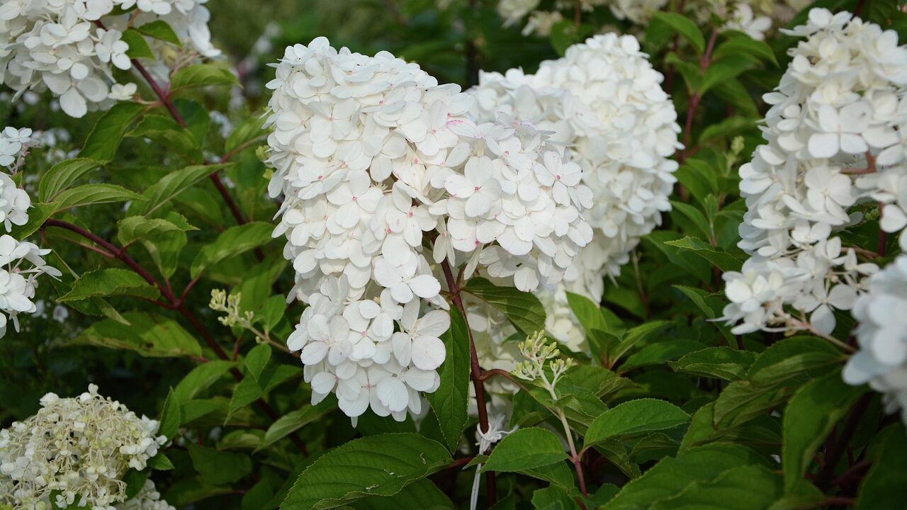 How to take cuttings from hydrangeas