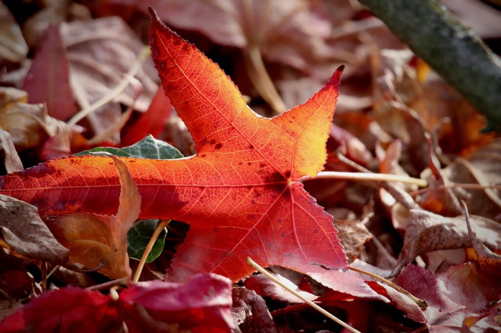 How to make leaf mold