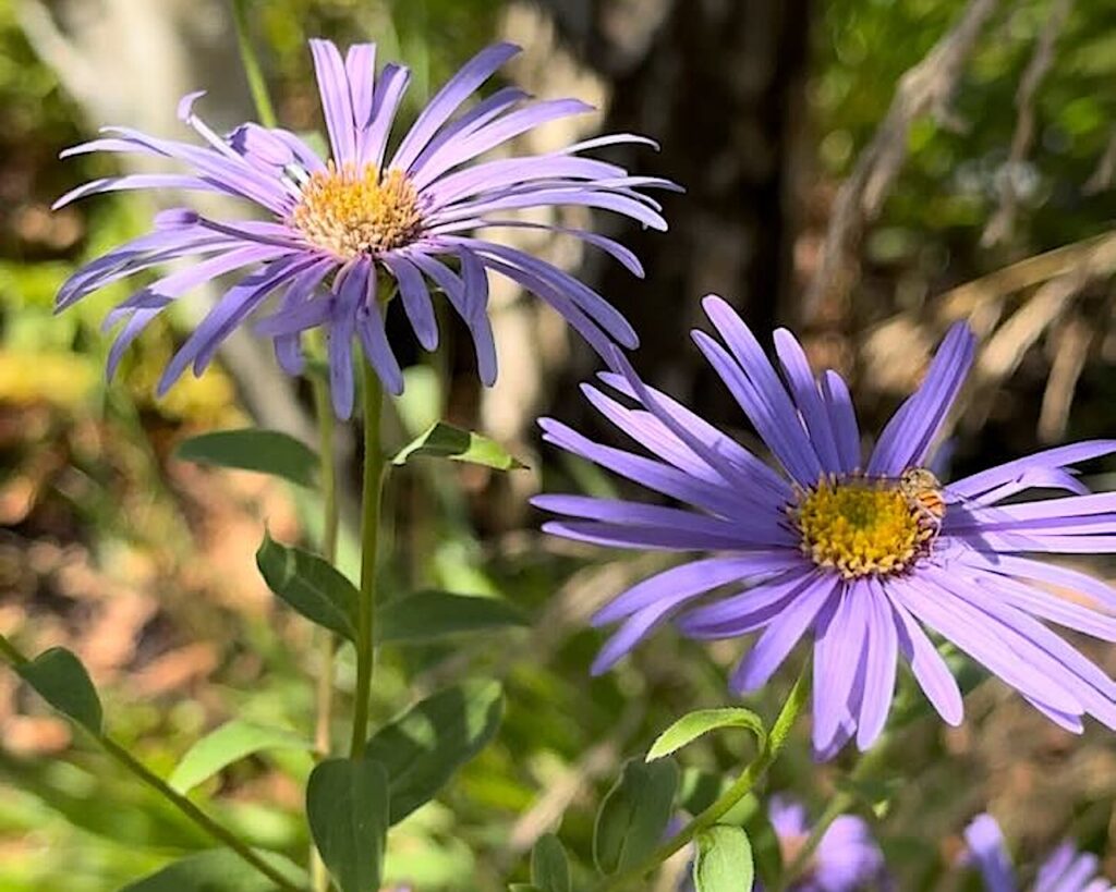 Purple daisies