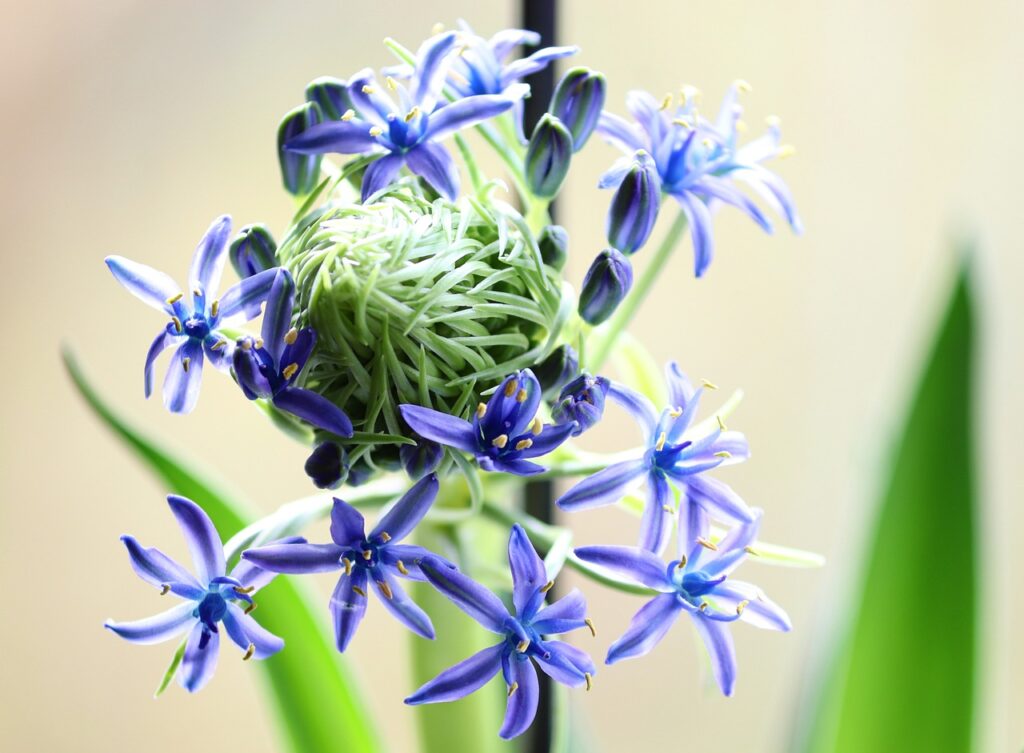 Scilla