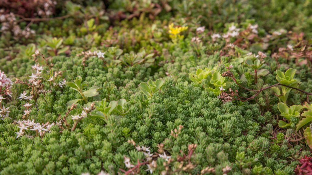 A sedum green roof