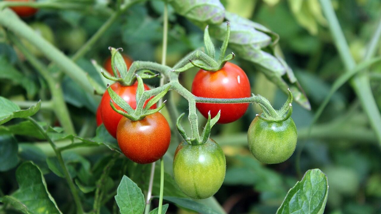 Ripe cherry tomatoes