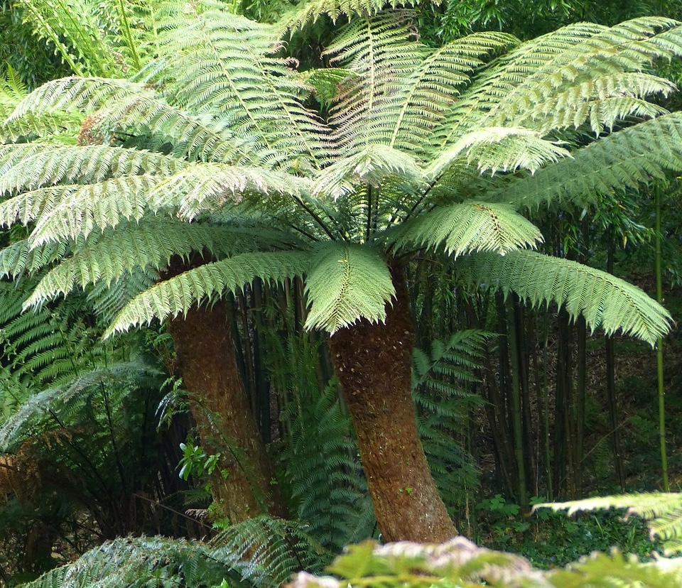 Tree fern