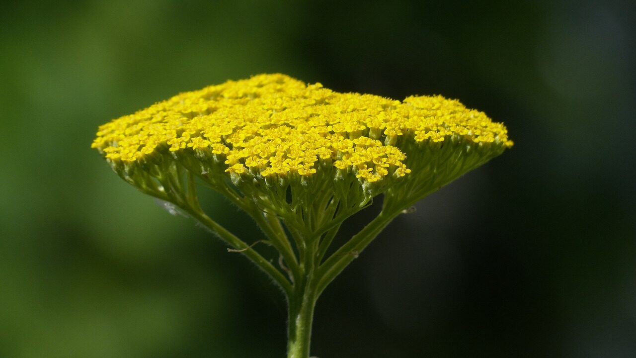 Achillea yarrow