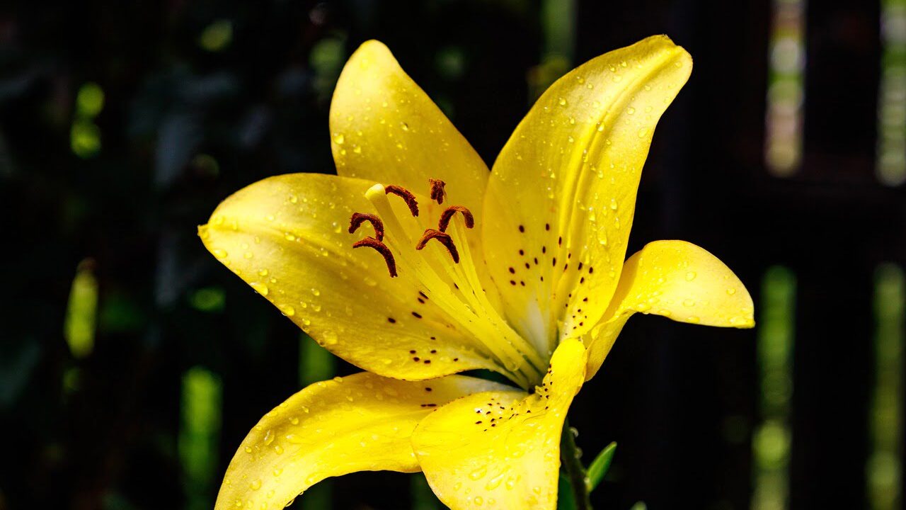 A yellow day lily flower in the garden