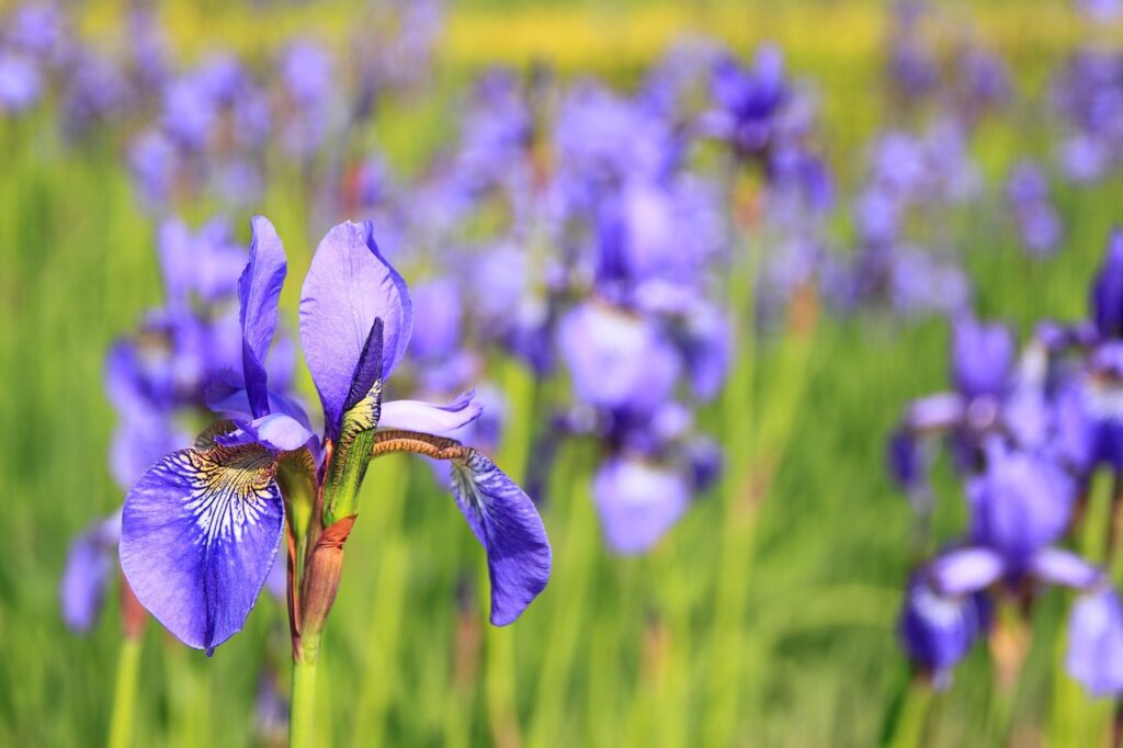 Winter iris flower