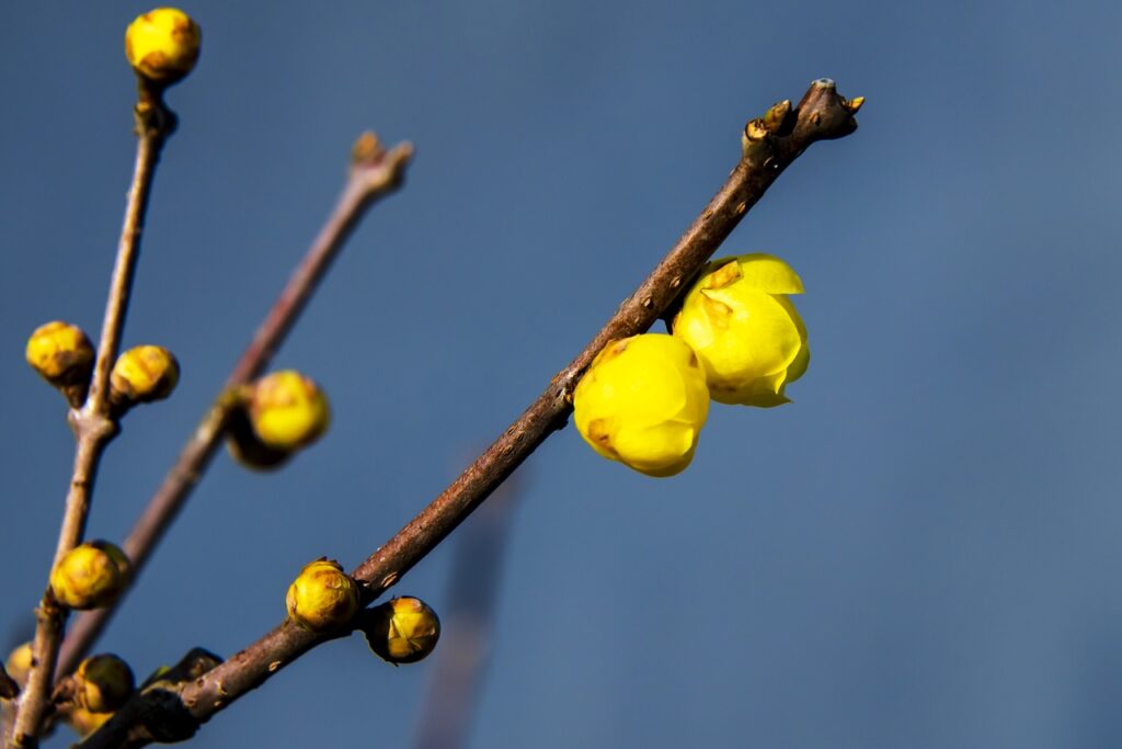 Winter flowering plants