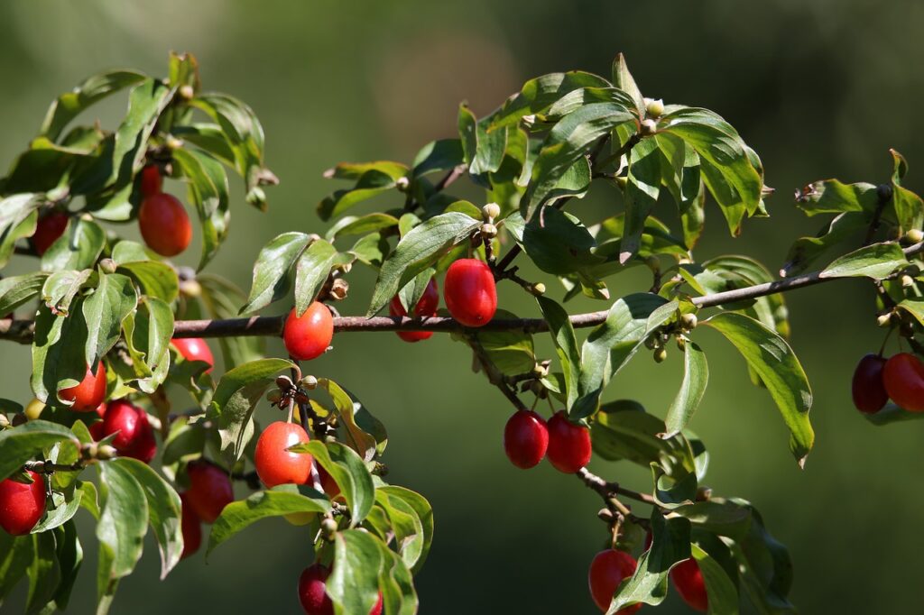 Cornus mas